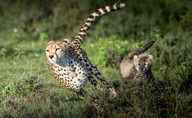 most interesting facts about cheetahs