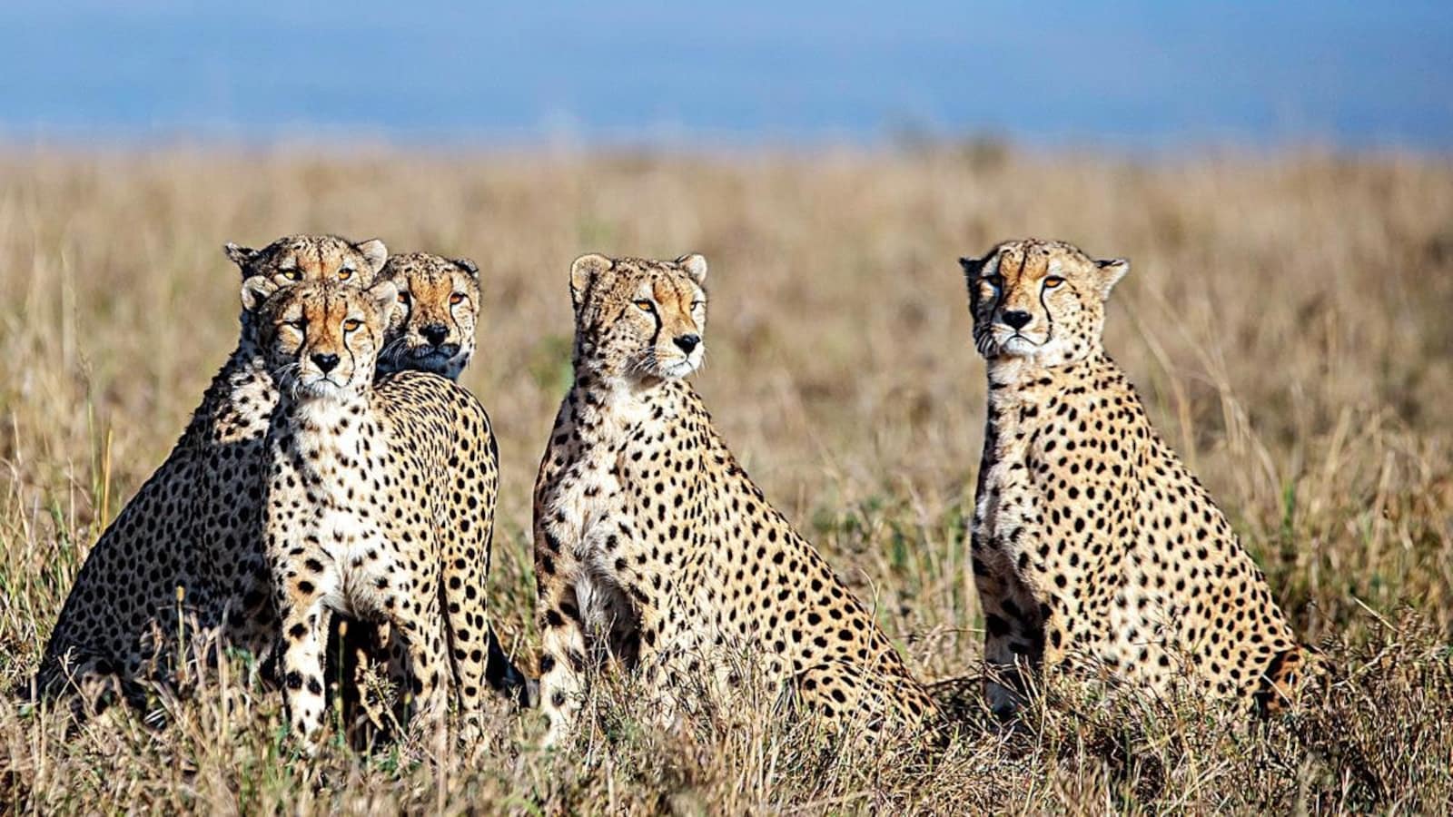 cheetahs in india