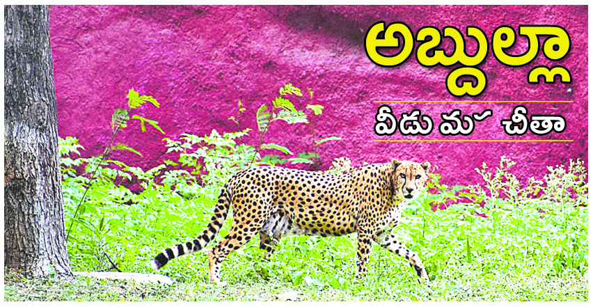 Cheetah in Hyderabad