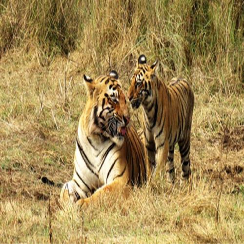 India Has Tigers Reveals Latest Tiger Census Released By Pm