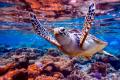 CMS COP14 adopted the Single Species Action Plan for conservation of the Hawksbill Turtle