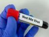 Details About West Nile Fever  MosquitoBorneDisease  InfectedMosquito