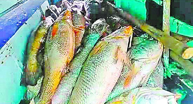 Ghol Fish-Fisherman