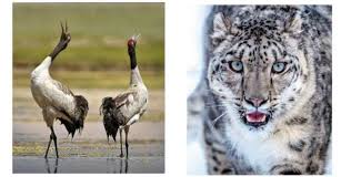 New State animal and State bird  of Ladakh