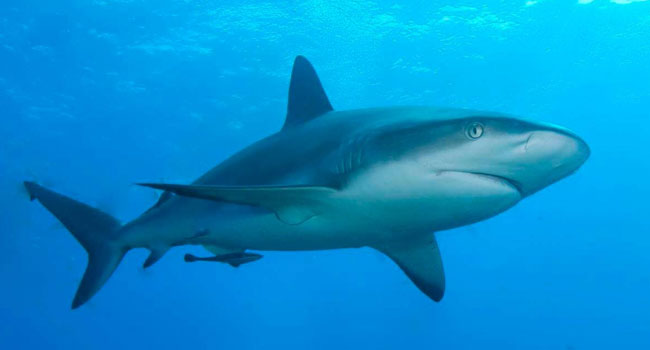 IUCN: 37% of sharks and rays threatened with extinction
