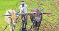 Income of farmers witness 59 % surge in 2019: Survey