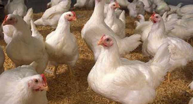 This new technology converts poultry feathers into animal feed