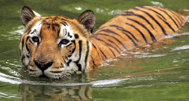 Parambikulam Tiger Conservation Foundation wins Earth Guardian Award