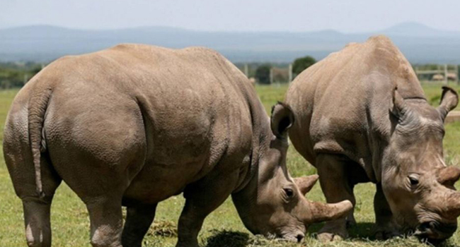 Largest ever Rhino Transfer