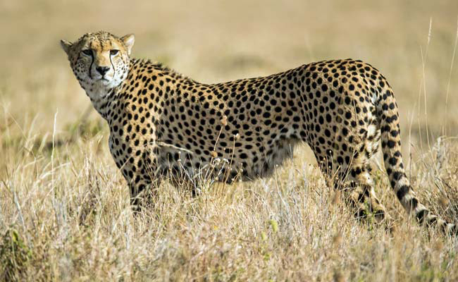 Reintroduction of Cheetahs in India