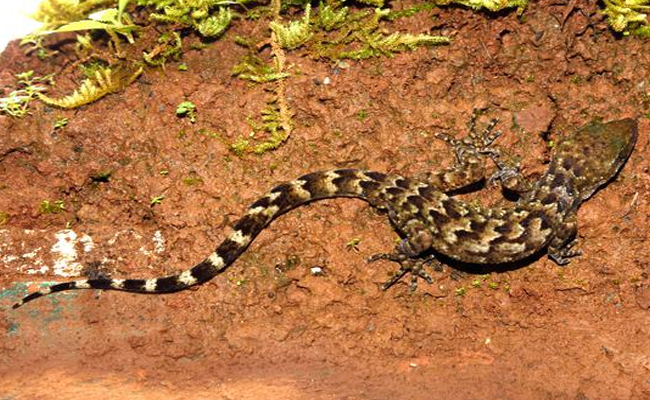 Indian Army’s Bent-Toed Gecko