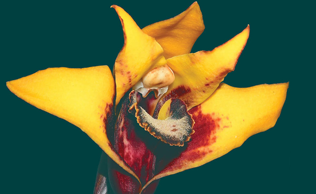 Ecuador’s New Species of Orchid