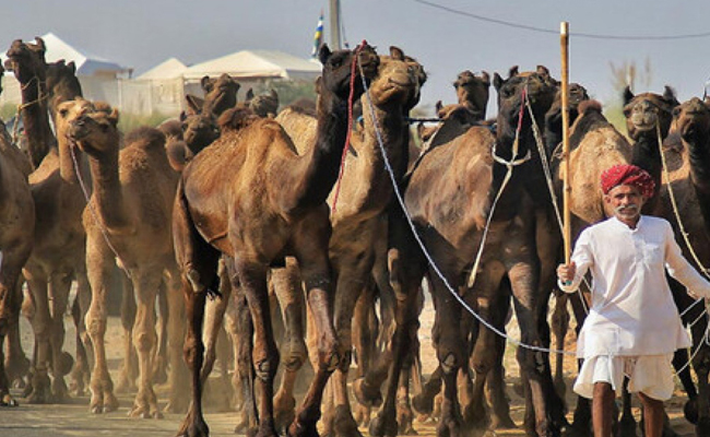 Camel Protection and Development Policy