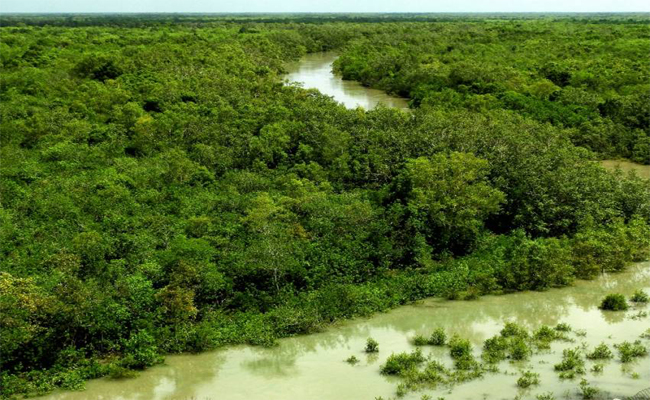 Sundarban Delta
