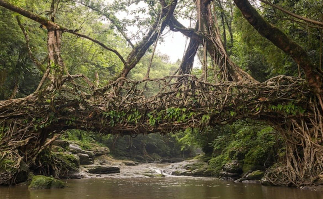 Living Root Bridges of Meghalaya included tentative list of World Heritage Sites  