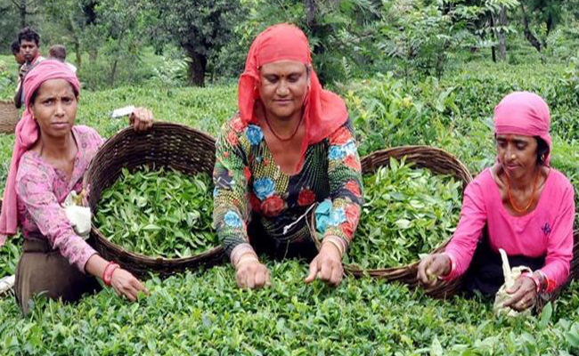 Himachal Pradesh’s Kangra Tea to get GI Tag from European Commission