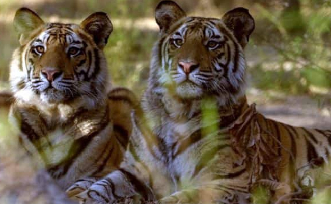 Ramgarh Vishdhari Wildlife Sanctuary notified as 52nd Reserve Forest for Wild cats