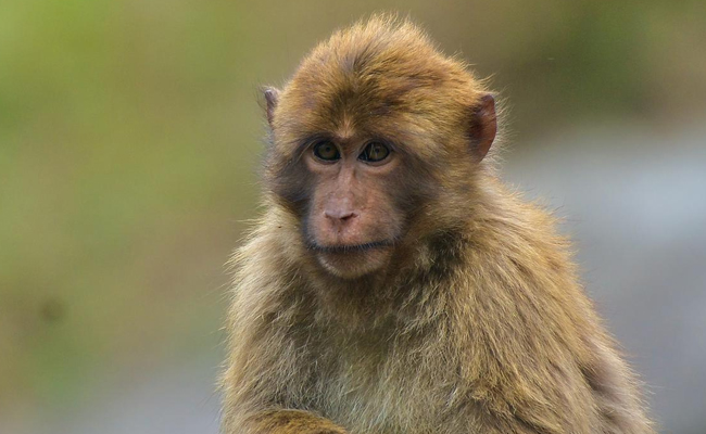New Arunachal monkey named after Sela pass