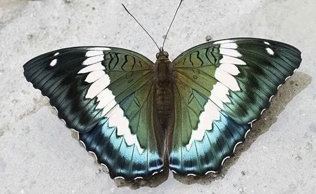 Blue Duke declared as the State Butterfly of Sikkim