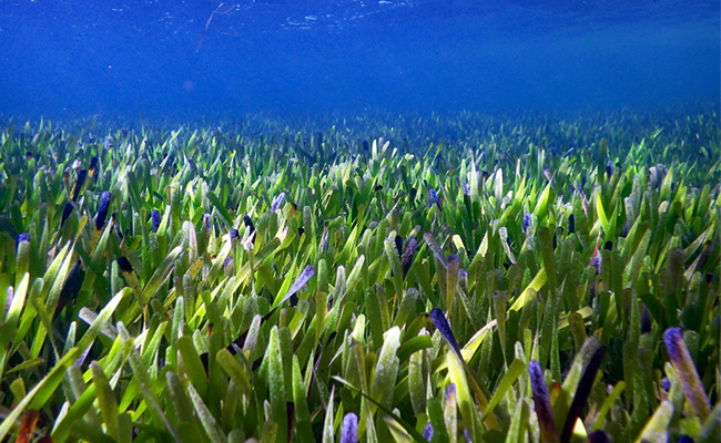 Scientists discover the world's largest plant, which is called Posidonia australis