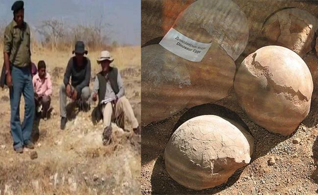 Researchers finds dinosaur eggs in india