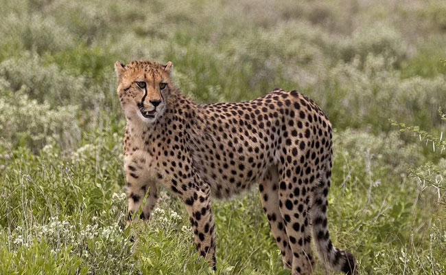 Govt plans to restore population of extinct Cheetahs in the country