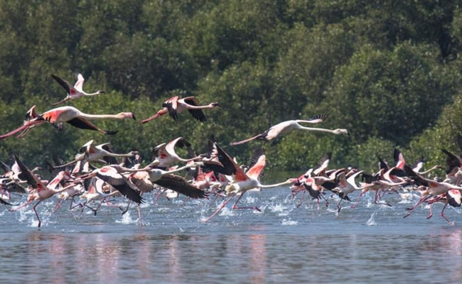 Ramsar sites: 11 more Indian wetlands have got Ramsar recognition