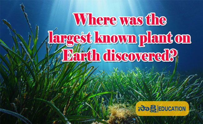 the largest known plant on Earth discovered