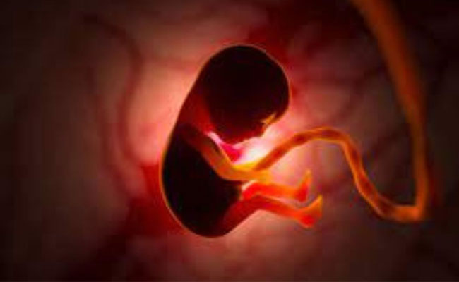 First Synthetic Embryo