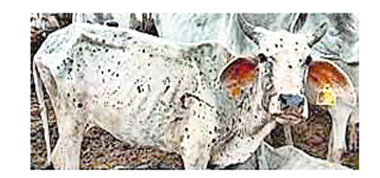 Lumpy skin disease in cattle spreads to over 8 States