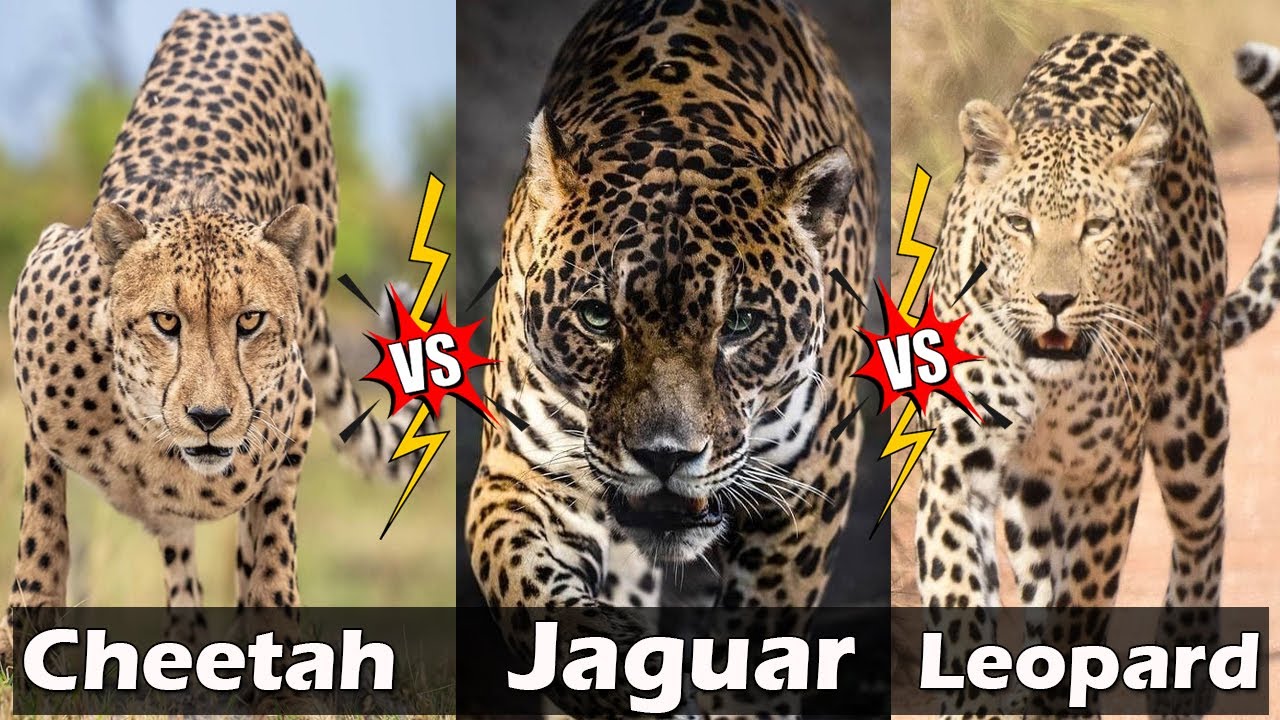Jaguar Vs Cheetah Vs Leopard Details