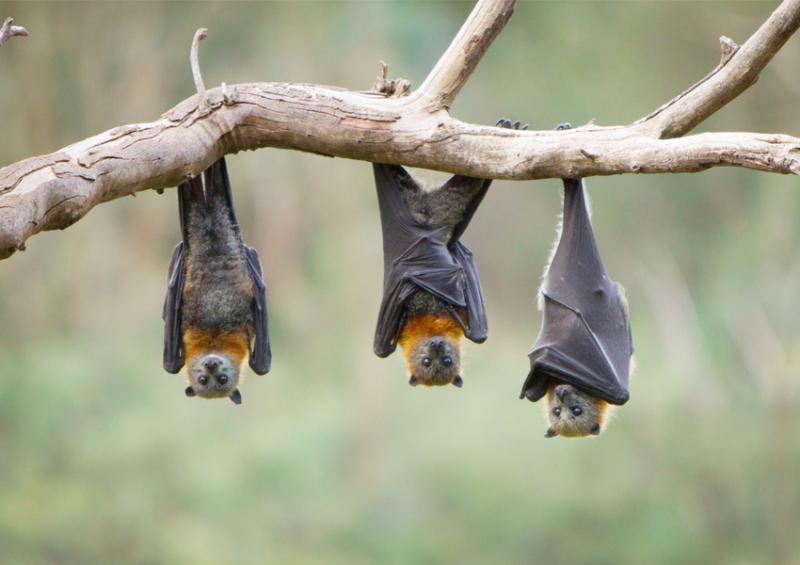 NEW Covid-like virus found in Russian bats