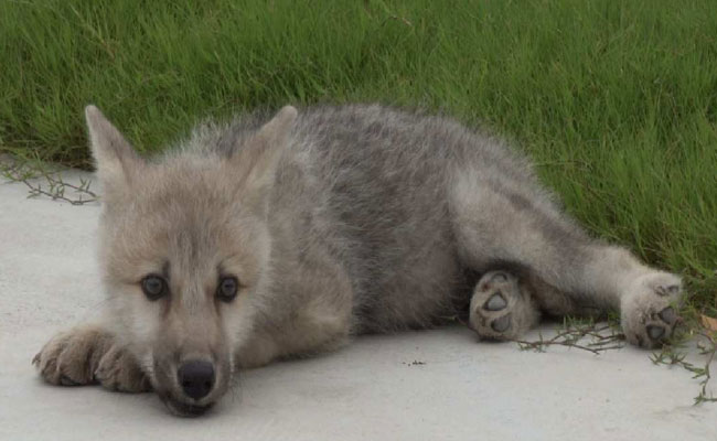 Arctic wolf 