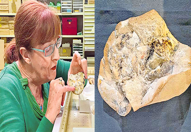 World's oldest preserved heart discovered in Australia