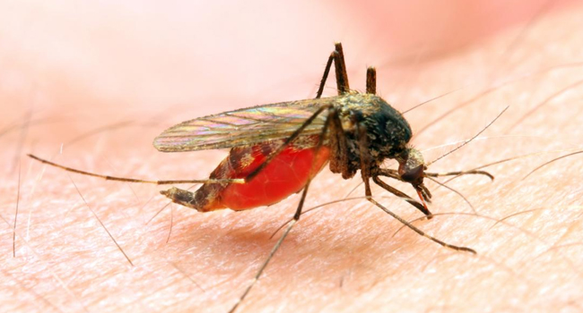 Mosquitoes prevent the spread of malaria 