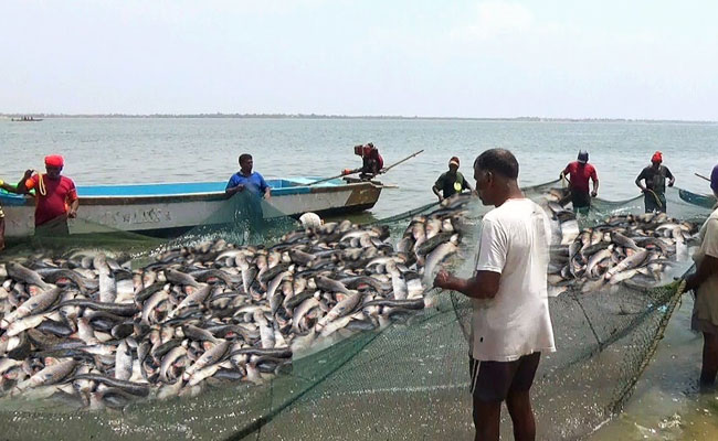 India Stands 3rd in the World in Terms of Fish Production