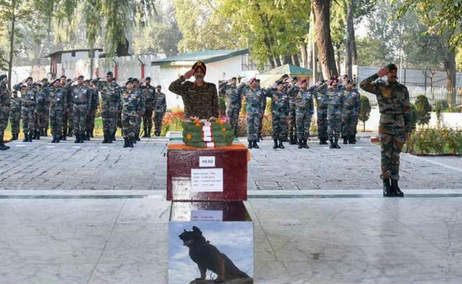 Indian Army Dog Zoom Death