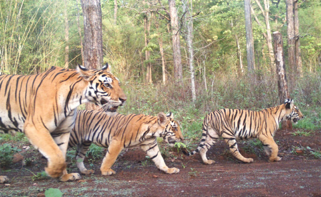 Uttar Pradesh govt gives nod to Bundelkhand’s first tiger reserve