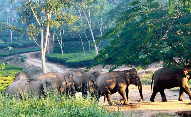 Centre approves Terai Elephant Reserve in Uttar Pradesh