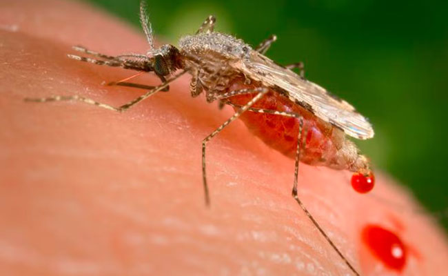 Invasive species of mosquito likely responsible for large malaria outbreak in Ethiopia