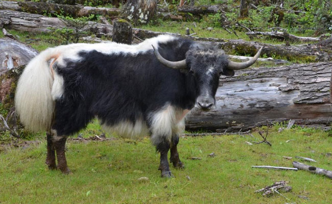 FSSAI approved Yak as a ‘food animal’