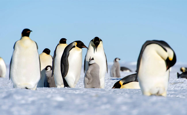 Study: Antarctica’s Emperor Penguins May Go Extinct by 2100