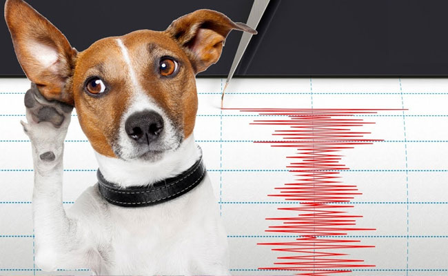 Do birds and animals behave differently before an earthquake? 