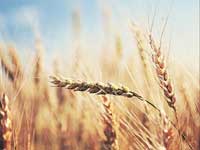 India develops wheat variety to beat the heat