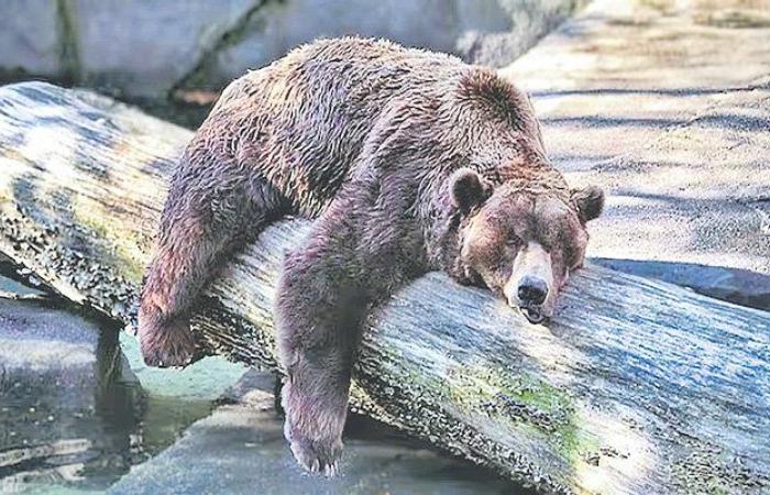 3,500-year-old bear