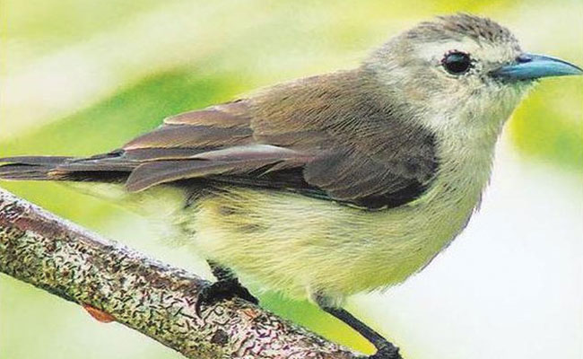 Silent Valley bird species goes up to 175