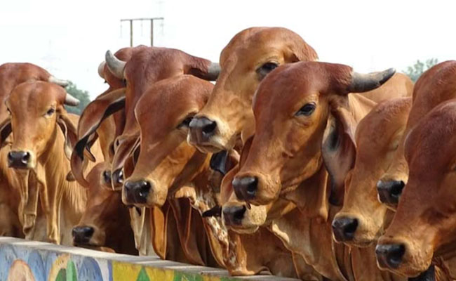 New Rules for Cattle Dehorning announced