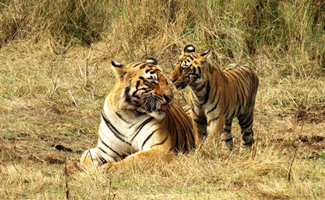 India has 3,167 tigers, reveals latest tiger census released by PM