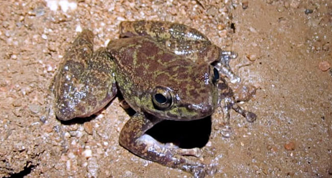 New frog species in Meghalaya cave