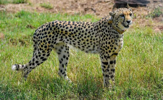 Third cheetah death in Kuno National Park as female cheetah killed in a ...